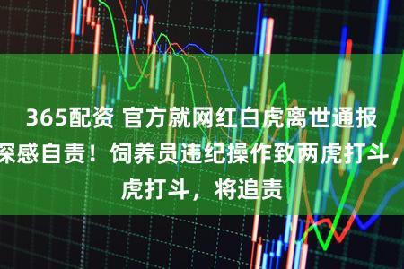365配资 官方就网红白虎离世通报致歉：深感自责！饲养员违纪操作致两虎打斗，将追责
